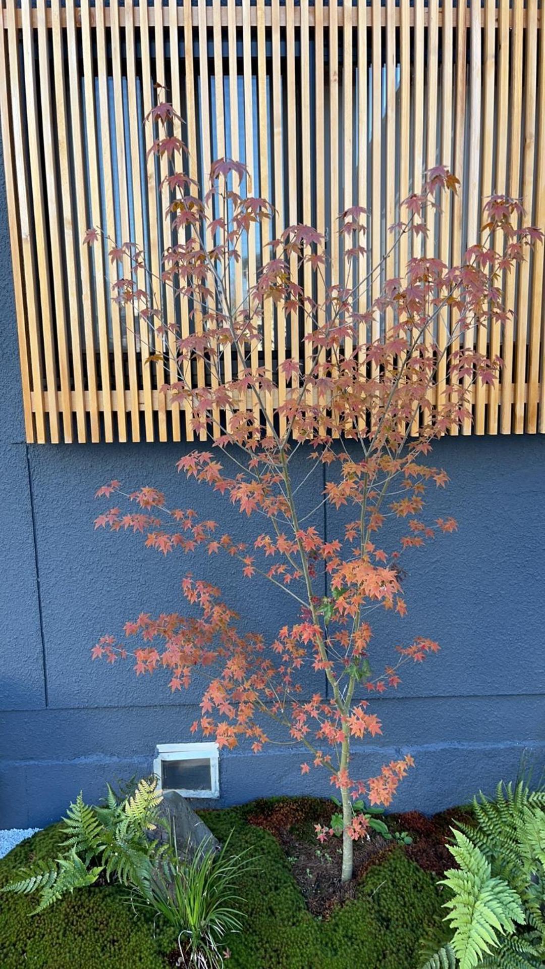 静雅の宿 京都 外观 照片